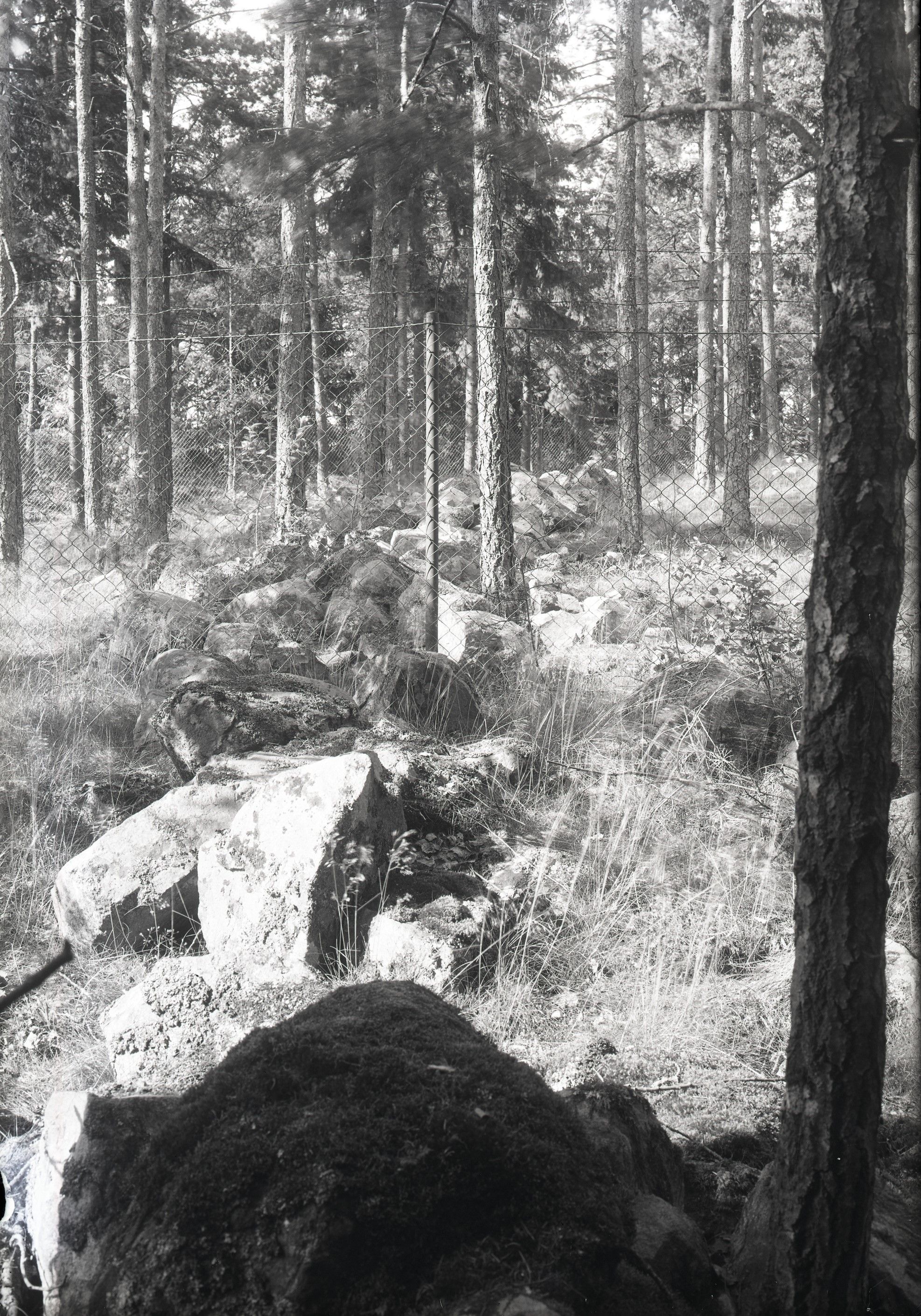 Skogsbevuxen murparti.