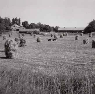 Svartvit foto visandes sädeskärvar uppträdda på en stör