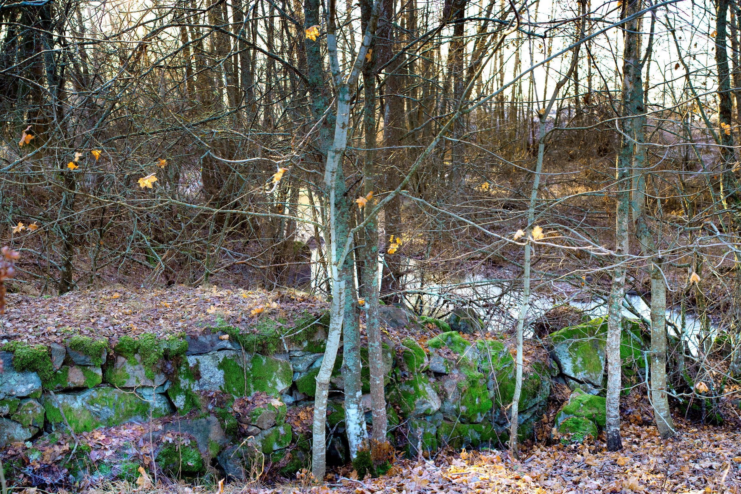 Mossbevuxna grundstenar i skogen.