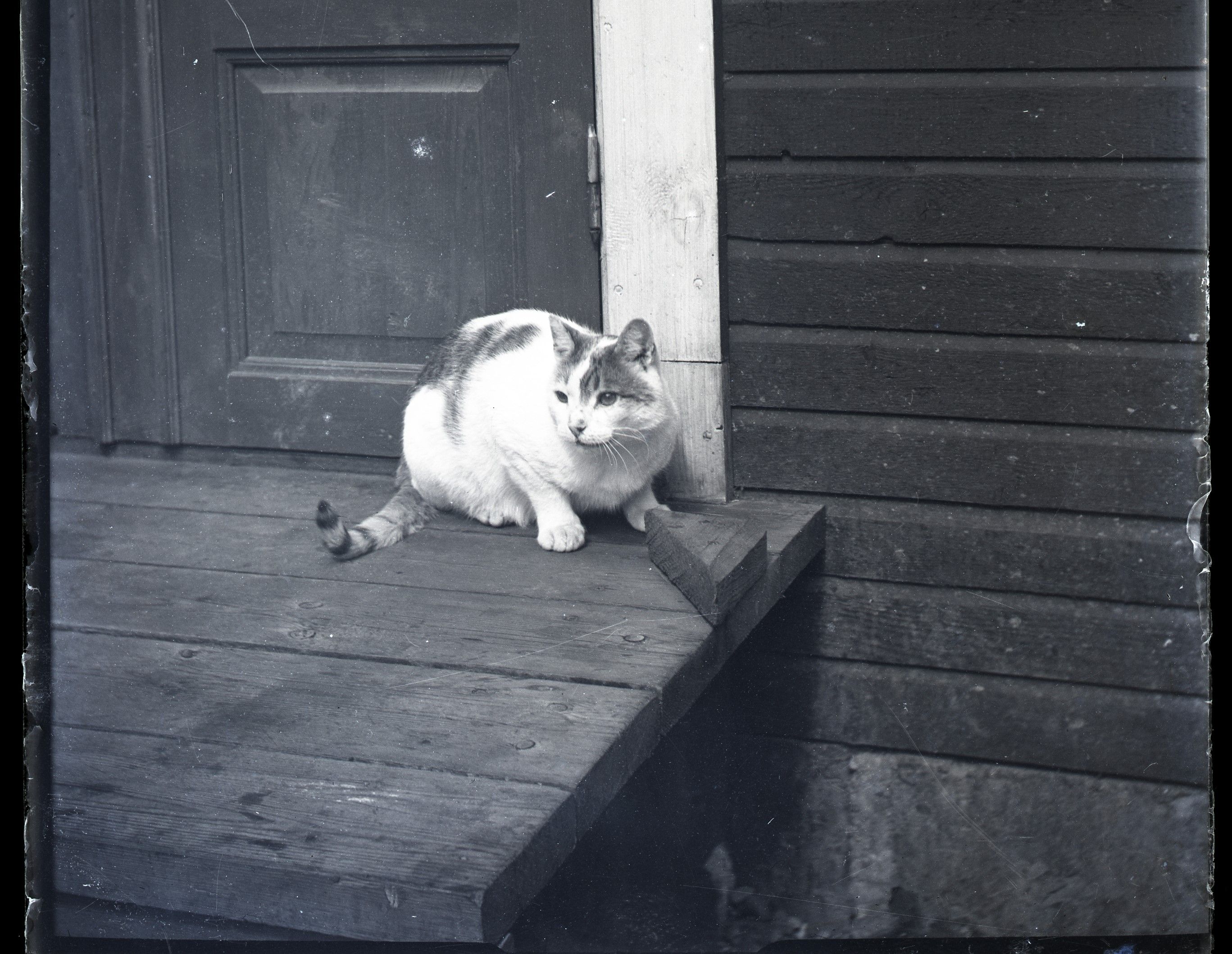 En svartvit katt sitter på en farstubro.