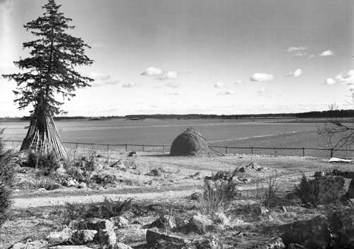 Landskap med fält och träd.